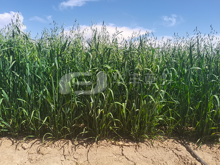 KS凯时·(中国区)官方网站