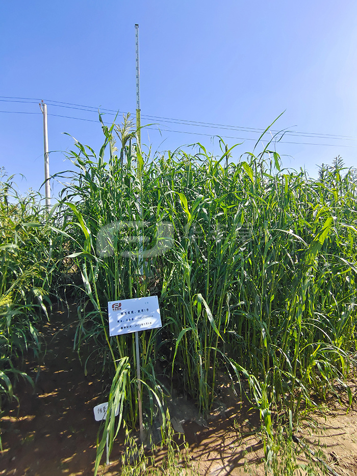 KS凯时·(中国区)官方网站