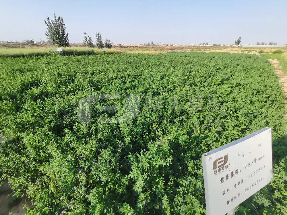 杂草不成怕，，，，，，就看怎么除---紫花苜蓿地里杂草防治措施