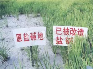 盐碱地绿化常用泥土改进步骤