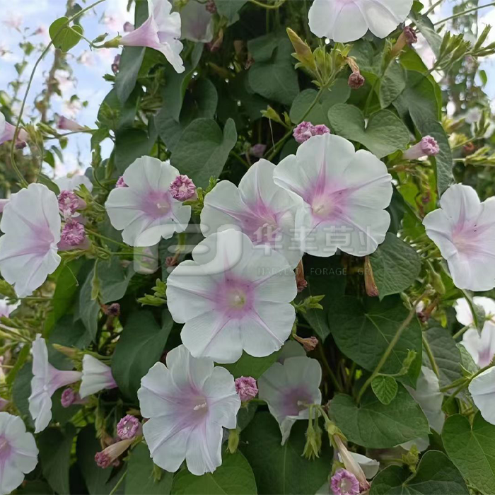 牵；；；；；；；；