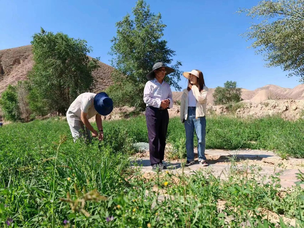 河南农业大学王成章教授光临我公司三岔饲草牧草造种试验站调查调研