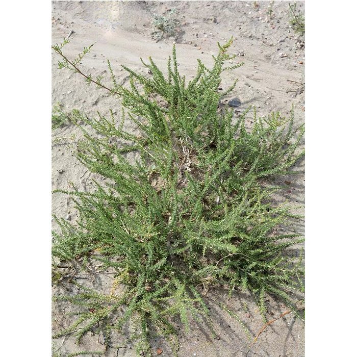 红砂（琵琶柴）