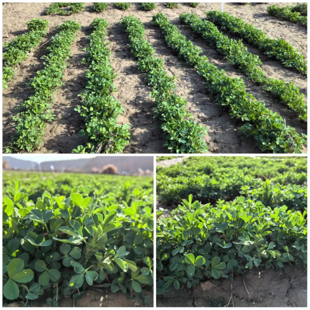 我公司苜蓿种类安全越冬，，，，，，返青优良