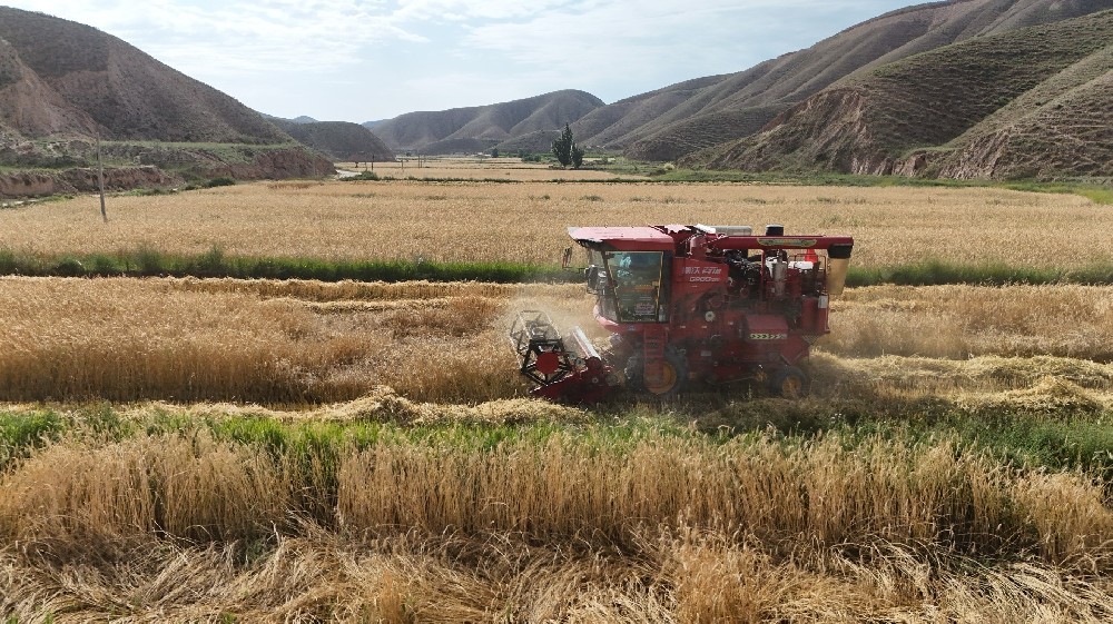 草种迎丰登，，，，，，田间收成忙