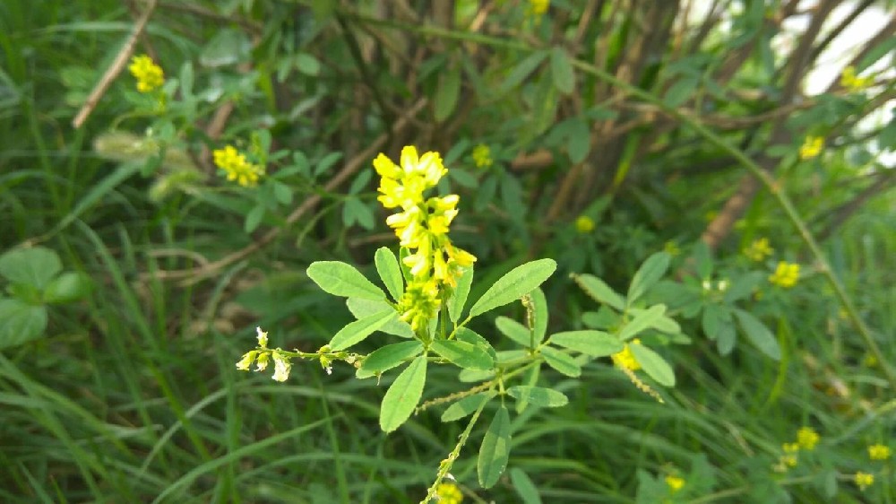草桂花——沉要绿肥兼牧用种类