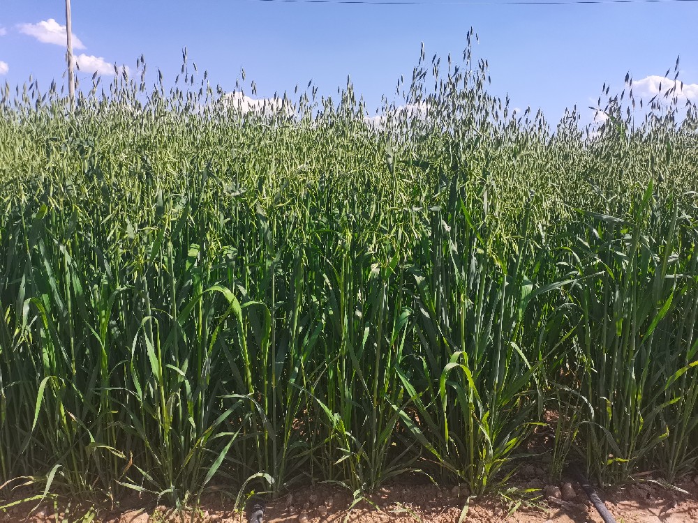 锐捷——中早熟饲用燕麦种类