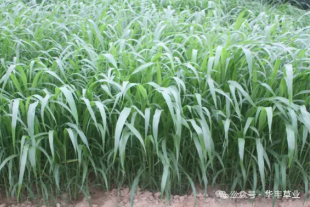 标兵高丹草：强再生力，，，，，，，，多茬刈割
