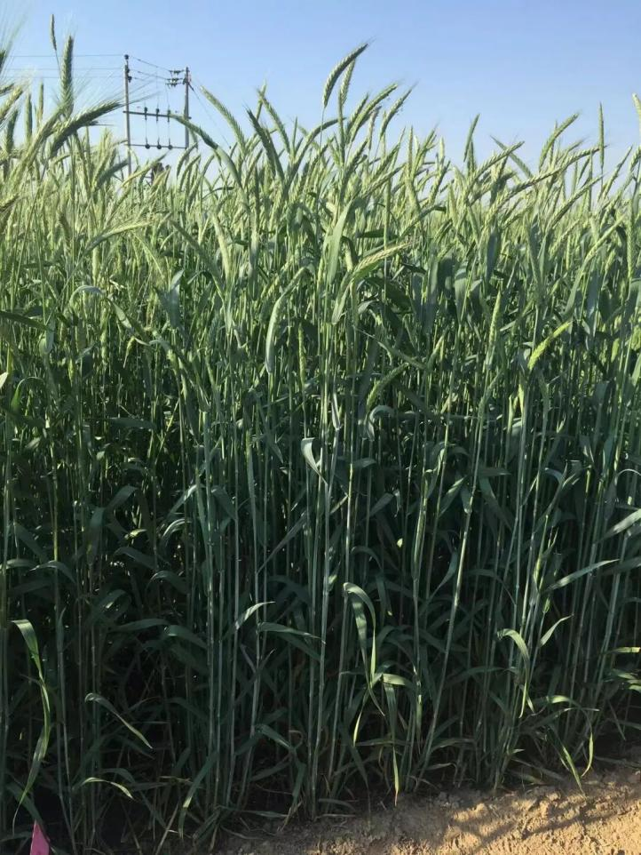 “捷达”冬牧70黑麦