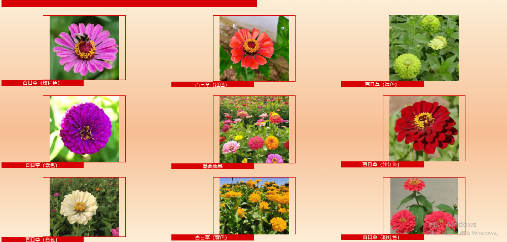 百日草：不止百日开放，，，，，，，，藏着多元价值的宝藏花草