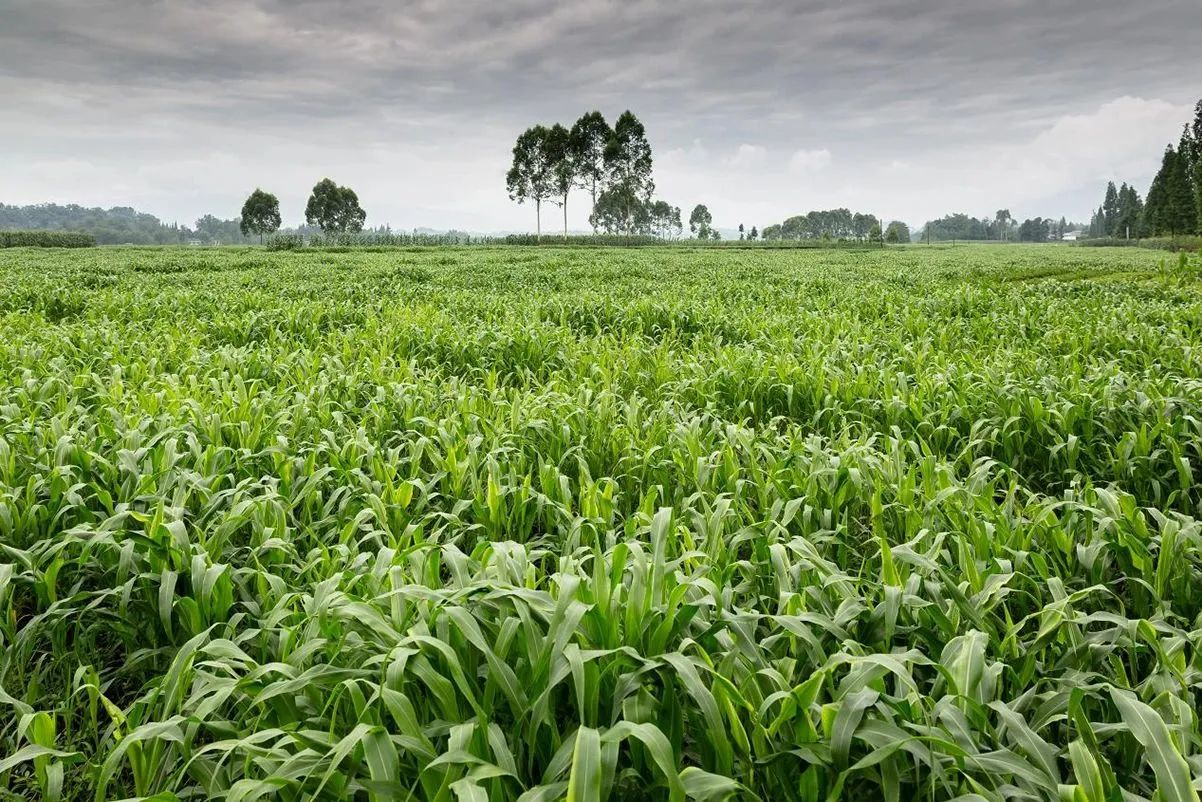 高丹草科学种植：从播种到治理一步到位